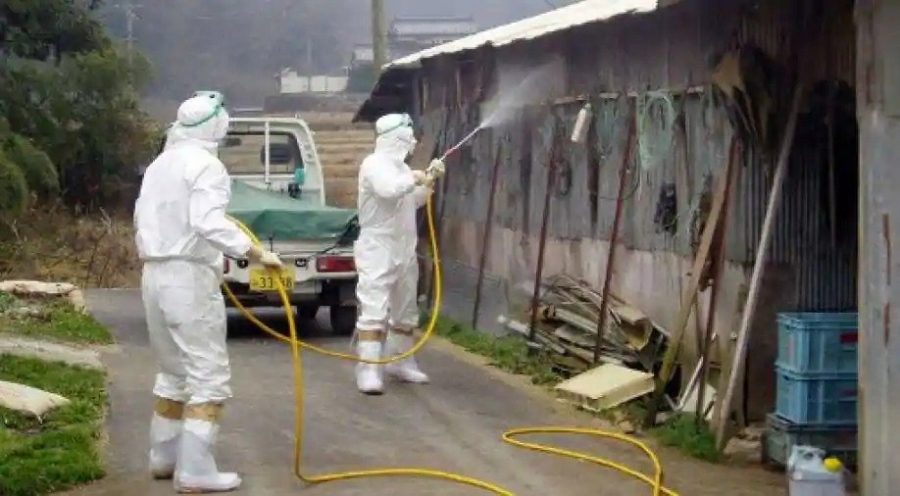 Surto de gripe aviária no Japão se espalha 