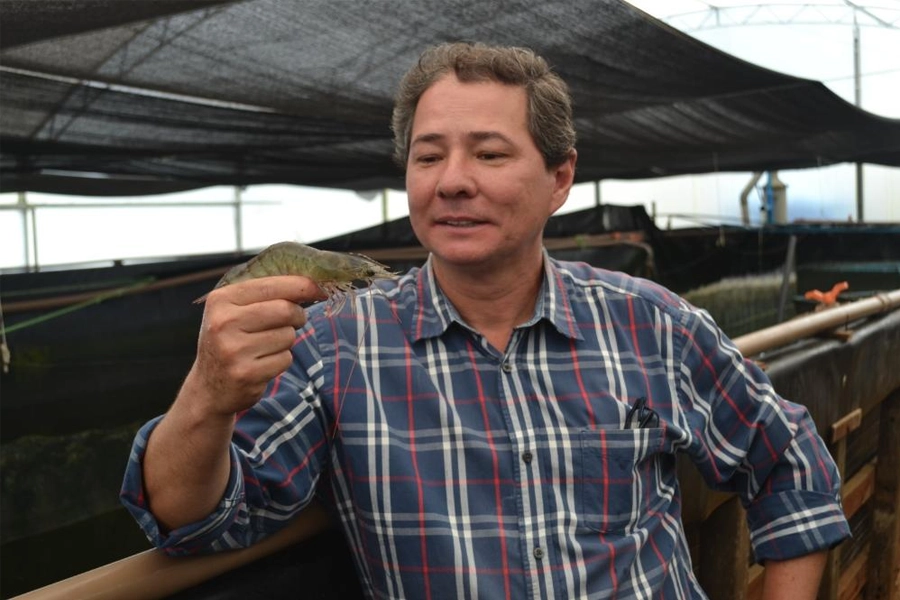 Instituto de Pesca busca tornar viável a produção de camarões longe do mar