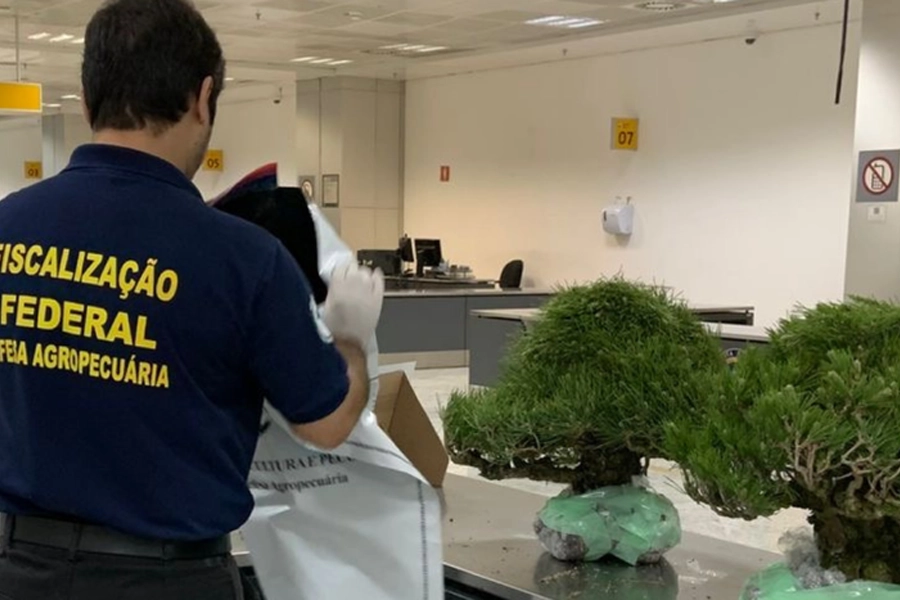 Vigiagro apreende bonsais importados irregularmente no Aeroporto de Guarulhos
