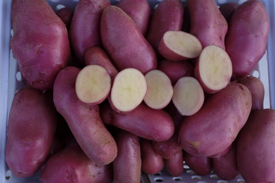 Hortitec 2025: IAC expõe recentes tecnologias nas áreas de horticultura e sanidade