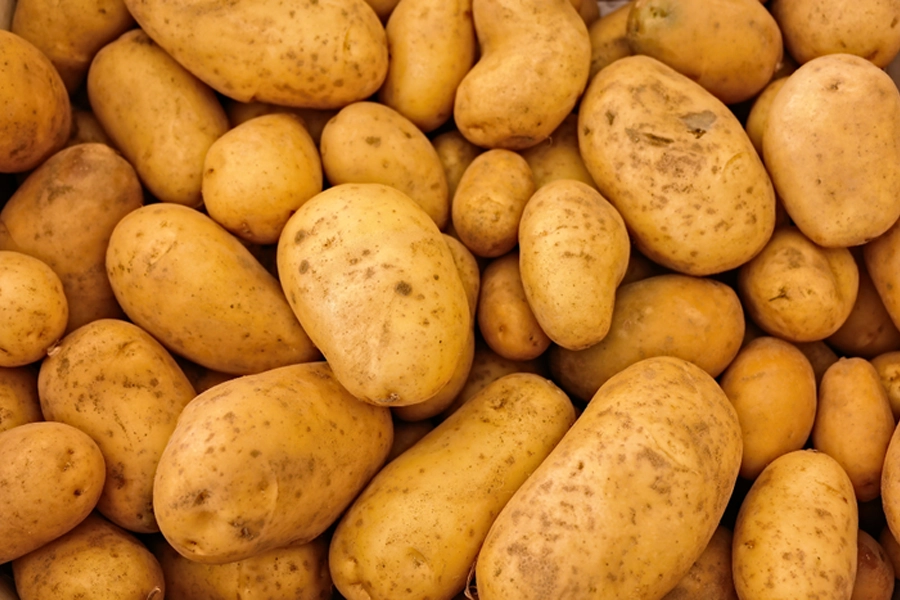 Novos zoneamentos climáticos vão ampliar a produção de batata voltada ao mercado e à indústria