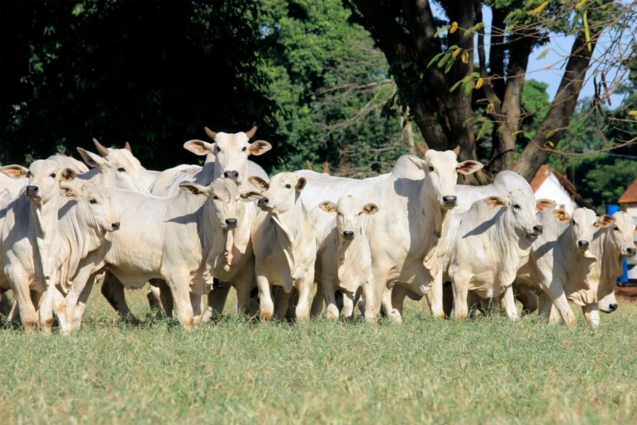 IZ celebra dia do Zootecnista, profissional essencial para a produção animal