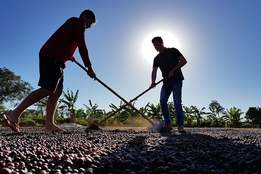 Cafezais das Matas de Rondônia sequestram 2,3 vezes mais carbono do que emitem