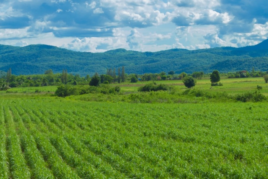 Valor da Produção Agropecuária paulista em 2024 será tema de debate em seminário do Instituto de Economia Agrícola