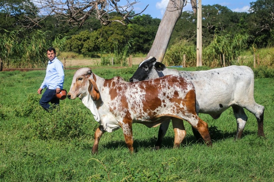 ITESP impulsiona melhoramento genético do gado leiteiro
