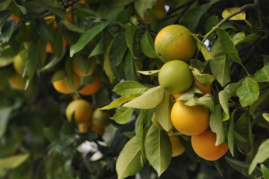 CITROS/CEPEA: Oferta de frutas precoces mantém preço em queda