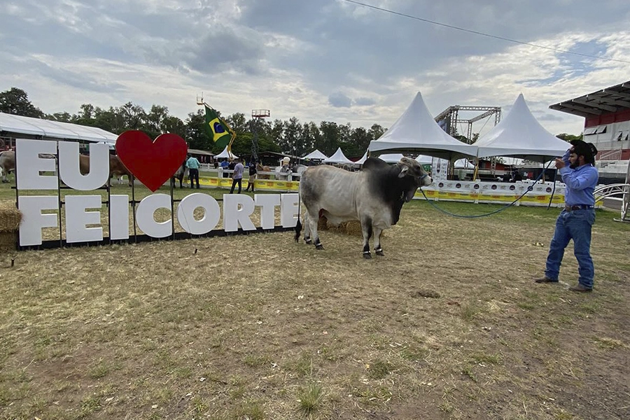 Raça Brahman terá degustação de carne e desfile de animais na Feicorte 2025