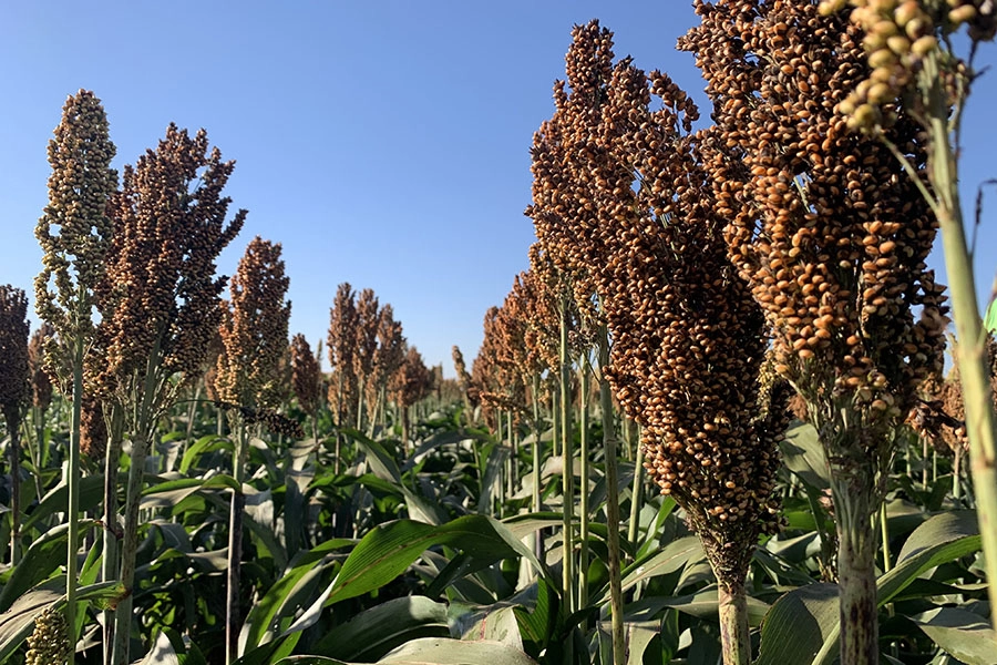 Novo sorgo granífero supera 6 toneladas por hectare e chega ao mercado com alta produtividade