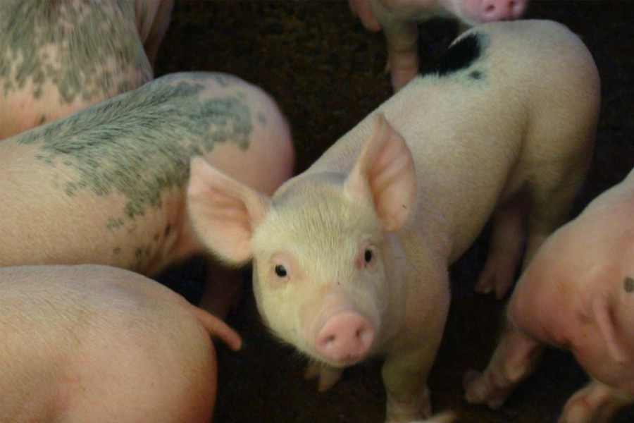Xenotransplante: Instituto de Zootecnia apresenta pesquisa na Câmara de Piracicaba