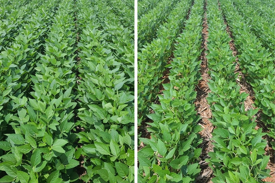 Tecnologia da TMF Fertilizantes entrega maior produtividade e resposta ao NPK com aplicação simplificada