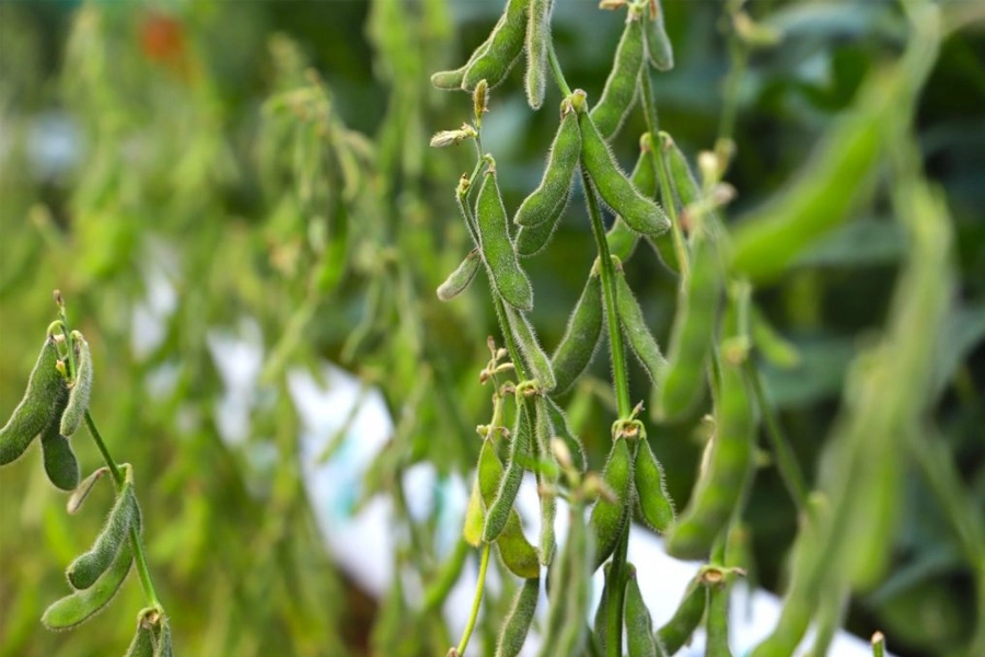 Sanidade Vegetal – Vazio Sanitário da Soja na Região 1 do Estado tem início neste domingo, dia 1º de junho