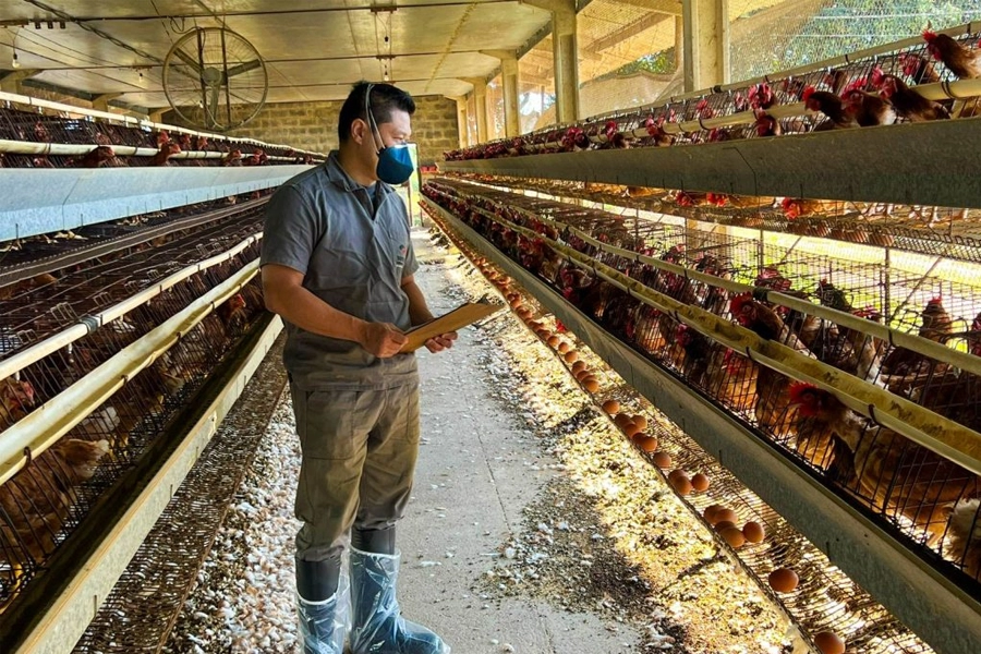 Influenza Aviária – Defesa Agropecuária reforça fiscalização em estabelecimentos avícolas que receberam cargas do Rio Grande do Sul