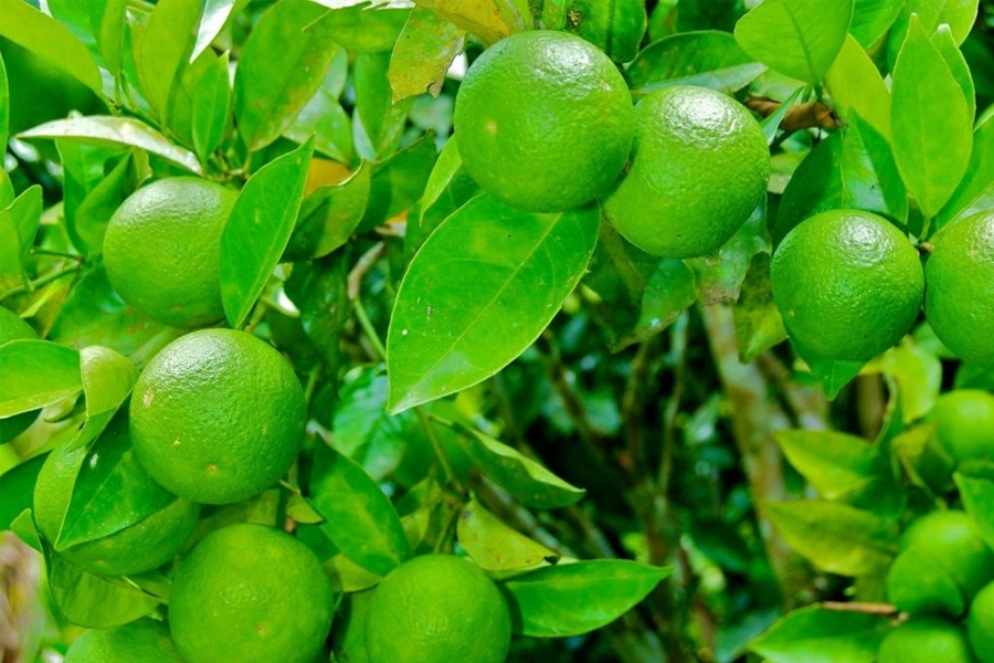 Citricultura – Prazo para entregar relatório Cancro/Greening referente ao primeiro semestre encerra dia 15 de julho