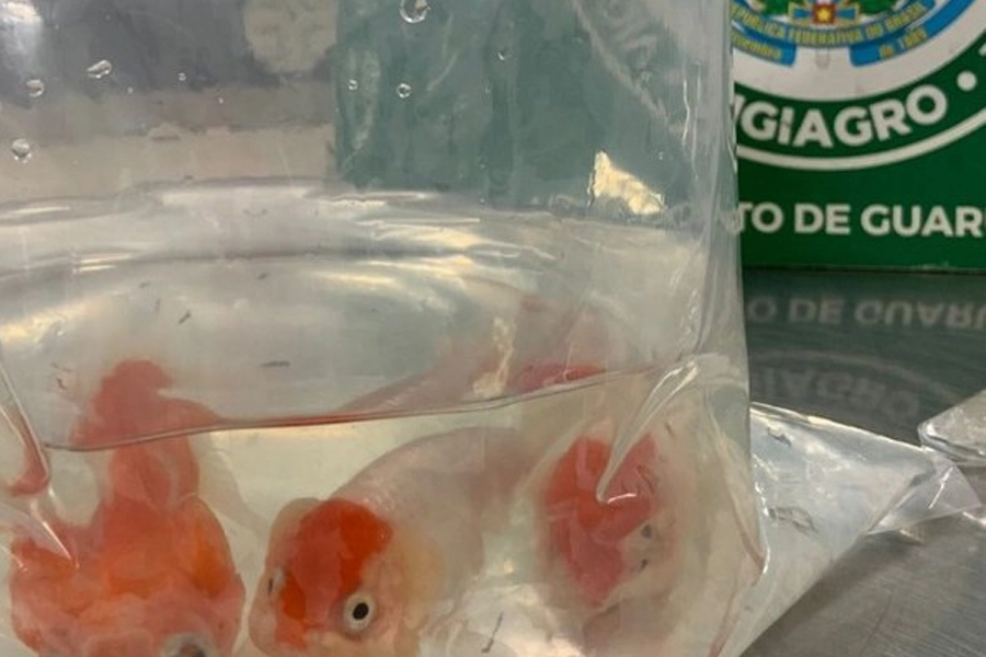 Passageiro tenta entrar no país com peixes ornamentais escondidos em bagagem