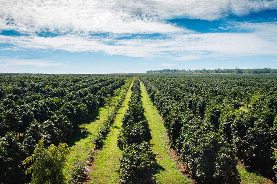 Aplicação do crédito rural da safra 2024/2025 somou R$ 330,9 bilhões