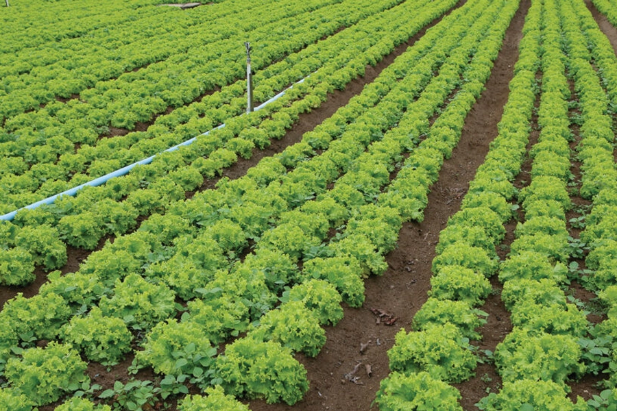 Preços ao produtor paulista: folhosas e mandioca raiz tiveram as maiores valorizações; banana nanica, tomate e laranja sofreram queda