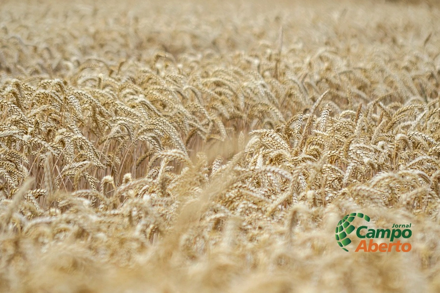 TRIGO/CEPEA: Avanço da semeadura e fraca demanda pressionam valores