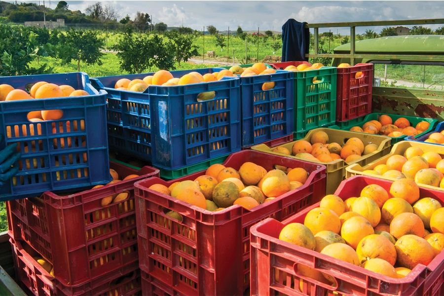 Safra 2025/26 de laranja no cinturão citrícola deve crescer 36,3%