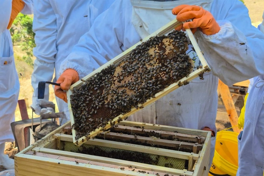 Do quintal ao referencial tecnológico: biólogo transformou 1.200 colmeias em modelo de negócio sustentável