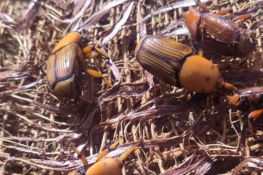 Mapa alerta para risco do bicudo-vermelho e reforça medidas de prevenção no país