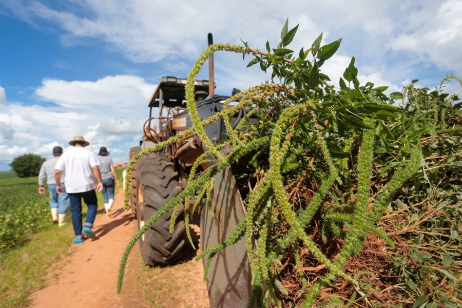 Governo de São Paulo regulamenta plano operacional para prevenção, controle e erradicação do caruru-gigante