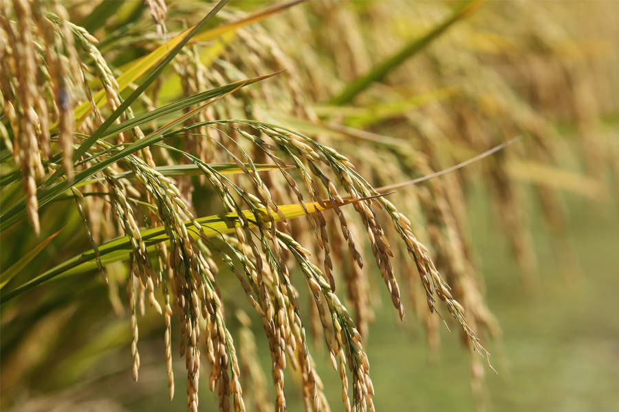 Federarroz orienta produtores a relatar aumento de preço e falta de óleo diesel
