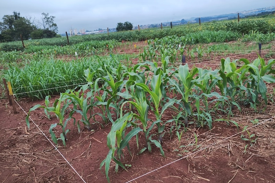 Instituto de Zootecnia avalia desempenho de cultivares e aplicação de novas tecnologias no enfrentamento às mudanças climáticas