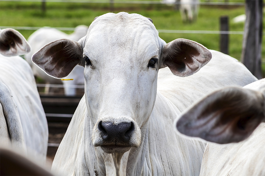 Com presença em mais de 1.000 leilões, Belgo Arames consolida força no agronegócio