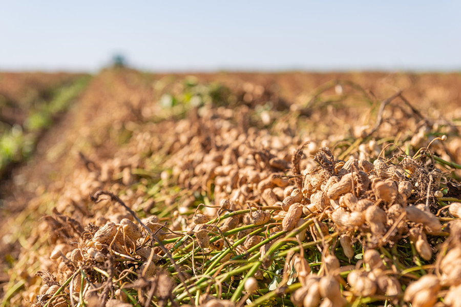  Brasil recebe delegação argentina para intercâmbio técnico na cadeia do amendoim