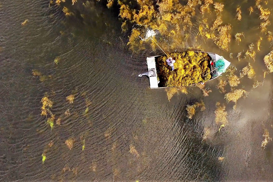 Alga marinha Ascophyllum nodosum revoluciona a agricultura sustentável e aumenta a produtividade no campo
