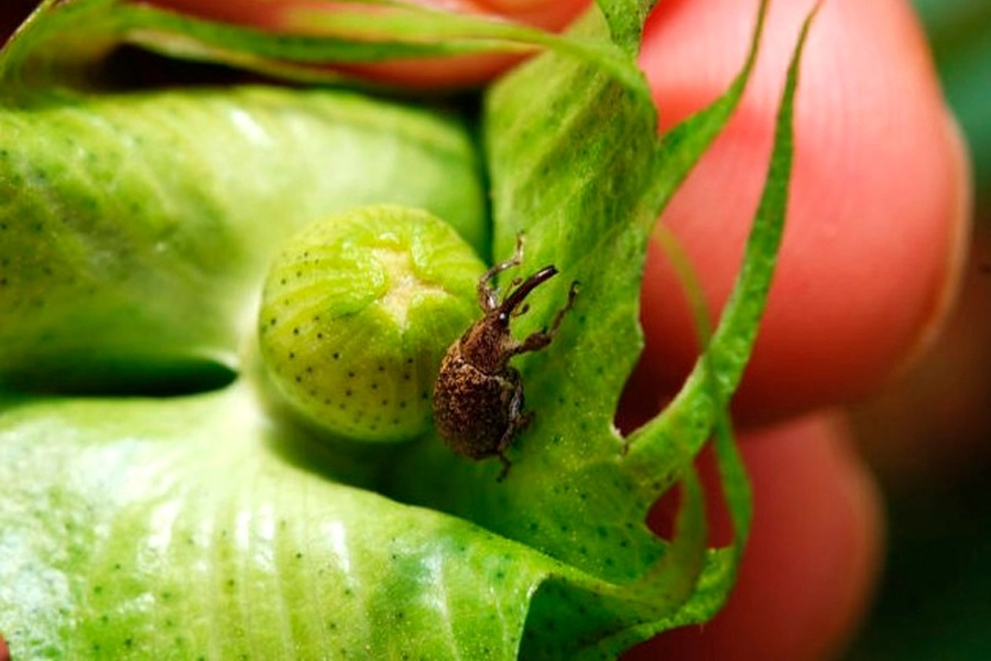 Bicudo-do-algodoeiro segue como principal desafio do algodão no Brasil