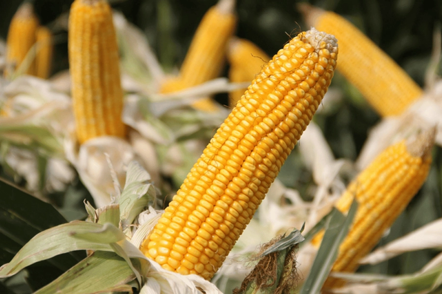 Mapa amplia Zarc Níveis de Manejo e eleva subvenção do seguro rural para até 50%