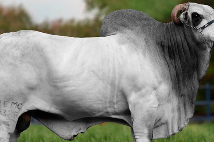 Alta reforça liderança na genética zebuína e destaca consistência de reprodutores na ExpoZebu 2026