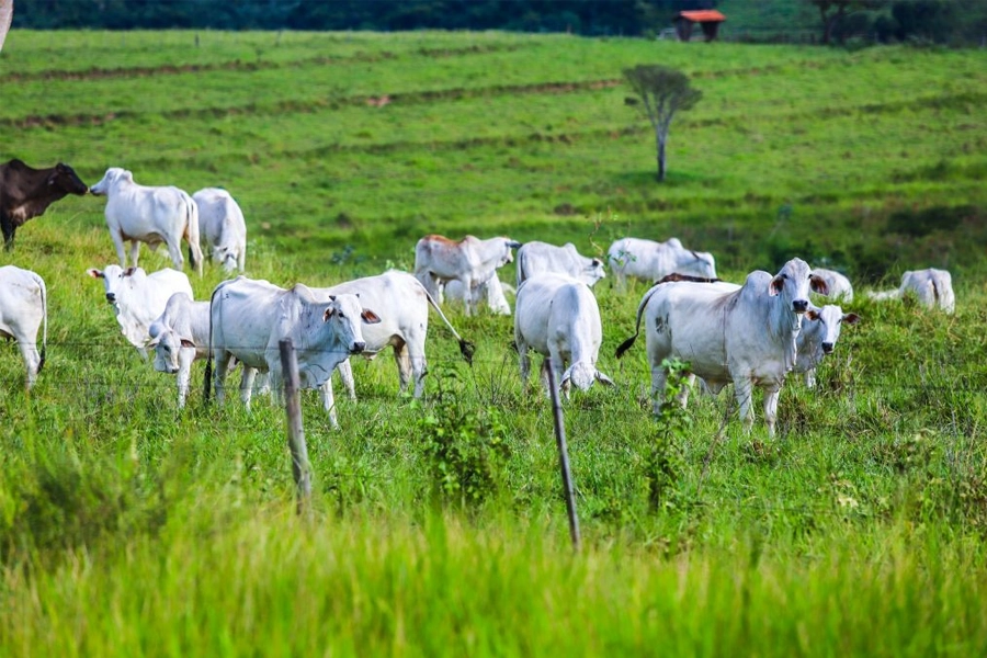 Sanidade Animal – Em São Paulo, Campanha de Atualização dos Rebanhos começa na próxima segunda-feira, 11 de maio