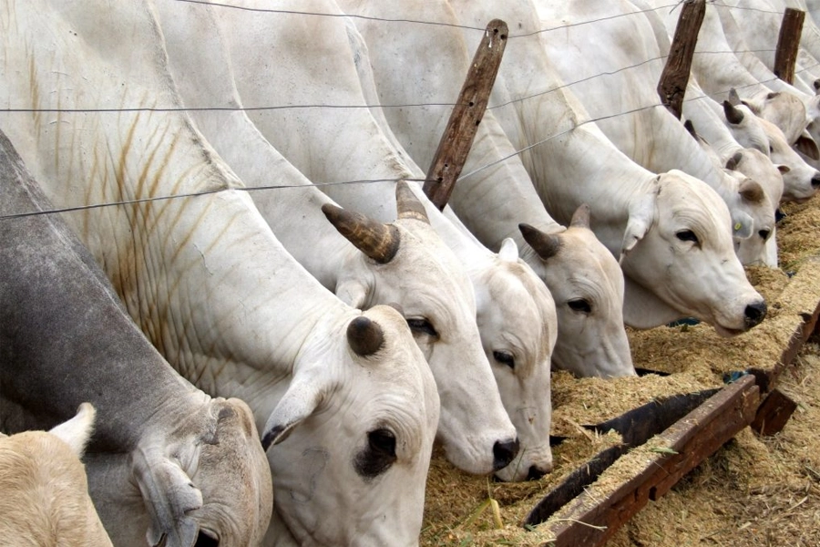 Carnes e café lideram crescimento da agropecuária paulista em 2025