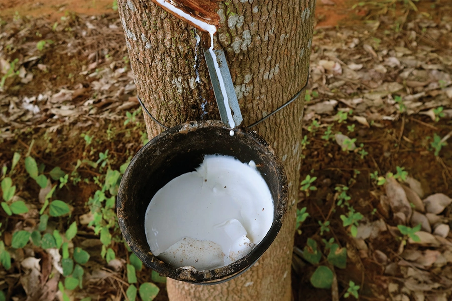 Conab realiza hoje leilões de PEPRO e PEP para a borracha natural