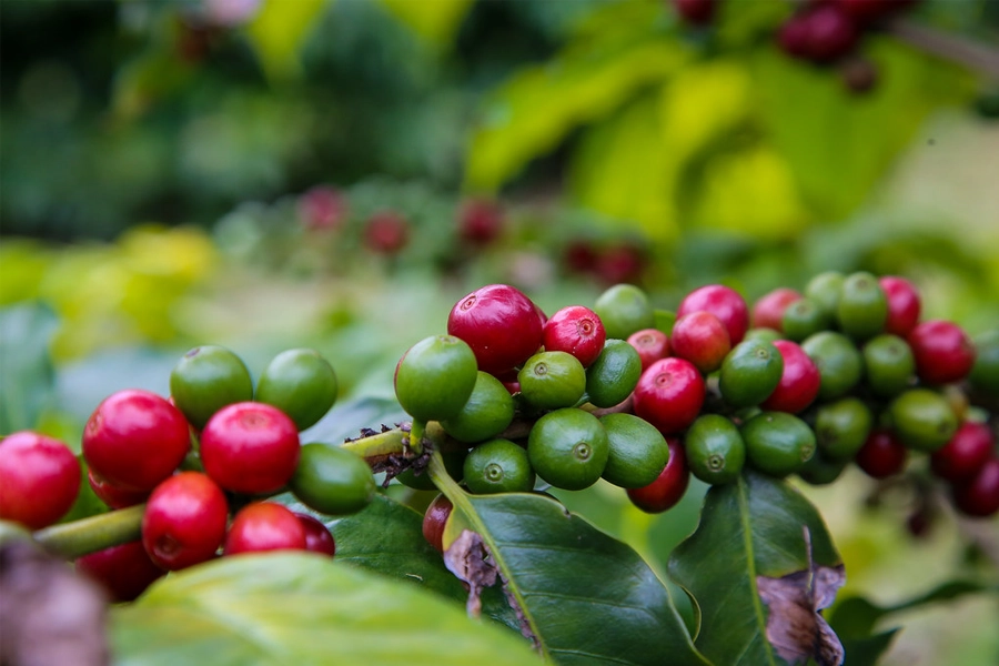 Governo de SP firma cooperação com programa da União Europeia para apoiar produtores rurais paulistas em novas exigências ambientais