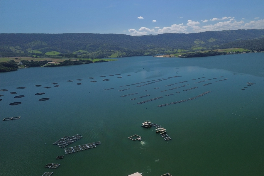 Fider Pescados reduz em 2% o consumo de água com modelo sustentável de produção de tilápia
