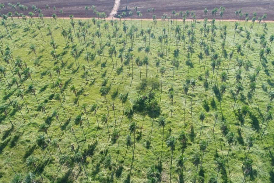 Produtores rurais paulistas podem gerar renda por meio da regularização ambiental