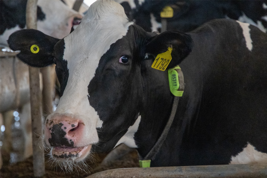 Novo selo de bem-estar animal chega ao mercado em embalagens de laticínios
