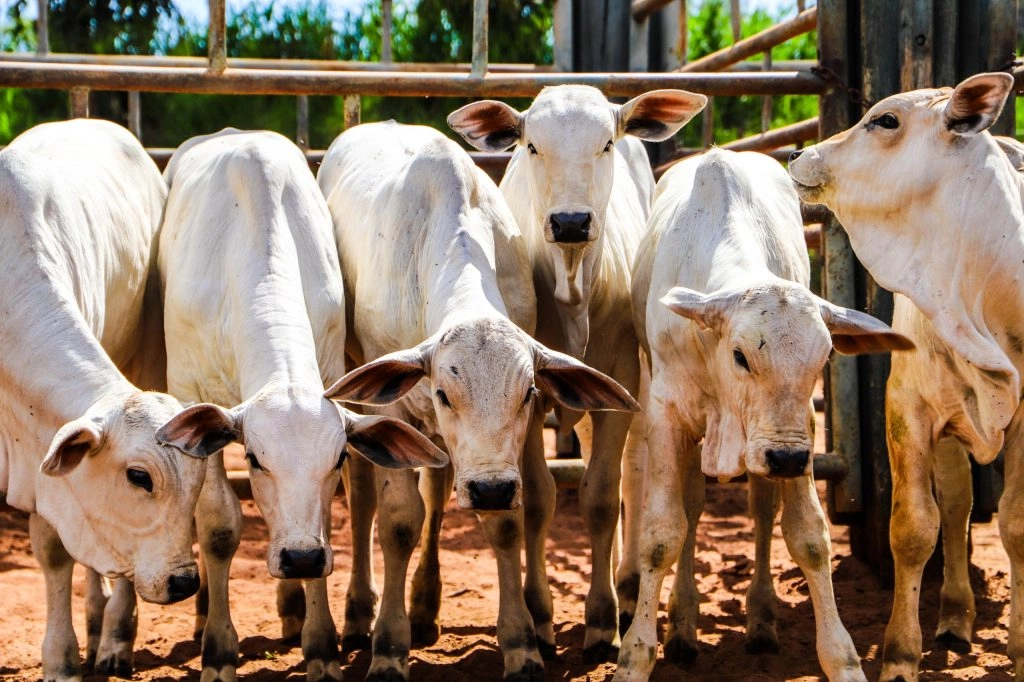 Sanidade Animal – Campanha de Atualização dos Rebanhos no segundo semestre começa neste domingo, dia 1º de novembro