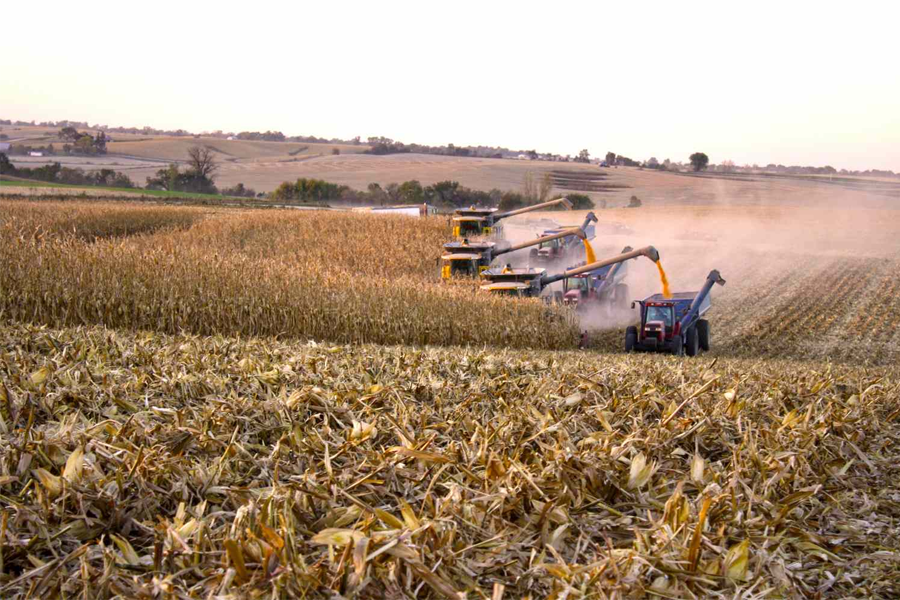 Erro em dados do USDA reacende dúvidas sobre a credibilidade das projeções agrícolas dos EUA