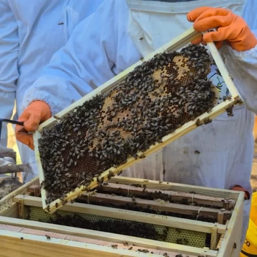Do quintal ao referencial tecnológico: biólogo transformou 1.200 colmeias em modelo de negócio sustentável