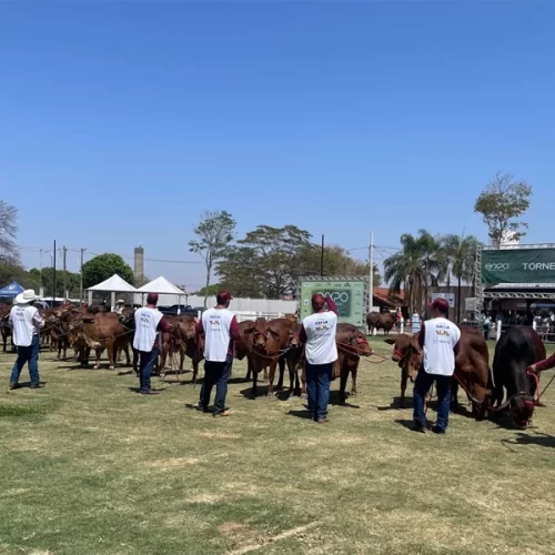 62ª Expo Rio Preto reúne 46 mil pessoas e movimenta mais de R$ 2 milhões em negócios na primeira fase