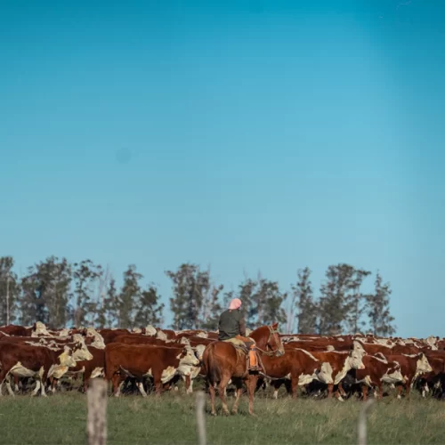 ABHB reforça presença na Abertura da Colheita do Arroz com foco em sistemas integrados