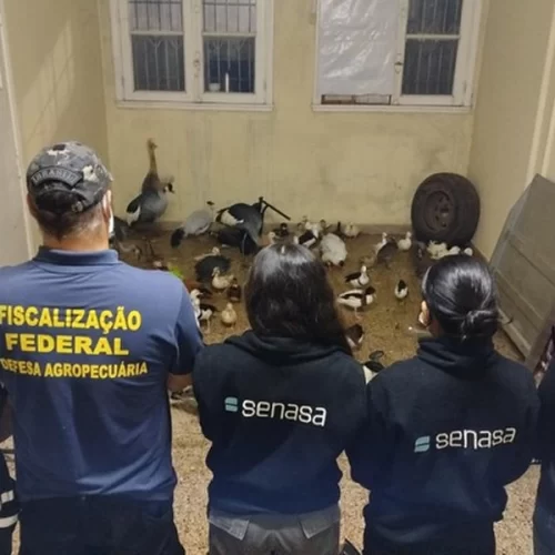 Vigiagro participa de ação para resgatar 60 aves ornamentais na fronteira entre Brasil e Argentina
