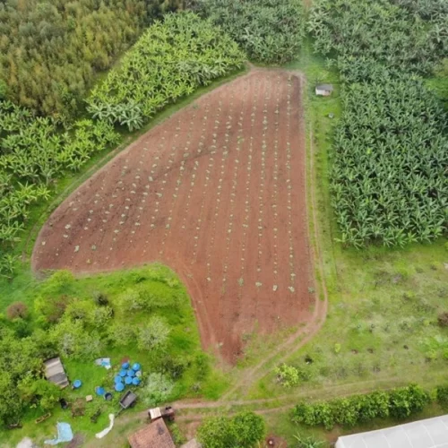 Agro na metrópole: Parelheiros se destaca na produção agrícola em São Paulo