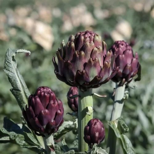 Tradição e Inovação: Alcachofra paulista floresce como destaque nacional