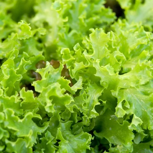 São Paulo é líder disparado na produção nacional de alface 