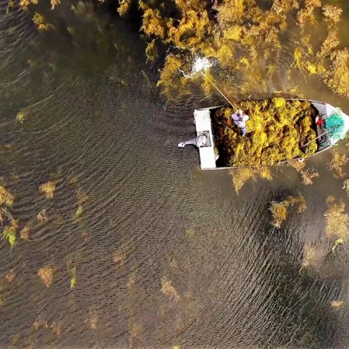 Alga marinha Ascophyllum nodosum revoluciona a agricultura sustentável e aumenta a produtividade no campo